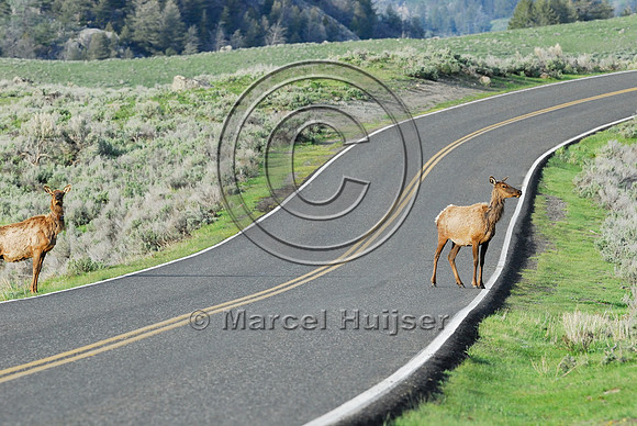 Elk (Cervus canadensis) approaching and crossing road, WY