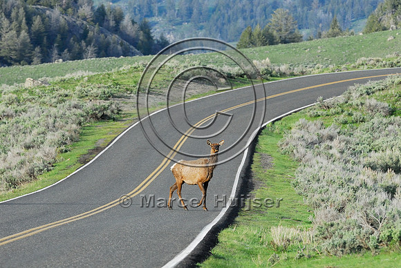 Elk (Cervus canadensis) approaching and crossing road, WY