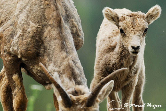 Bighorn sheep (Ovis canadensis) lamb and ewe, British Columbia, Canada