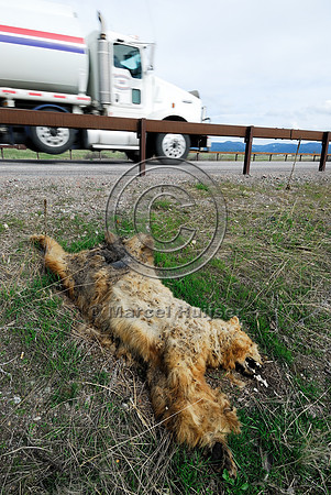 Decomposing carcass of a roadkilled black bear (Ursus americanus) adult (blonde color phase), behind a guard rail, Montana, USA