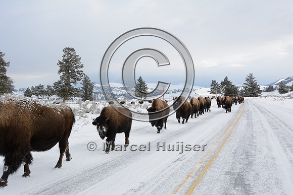 Bison (Bison bison) on the road, Wyoming, USA