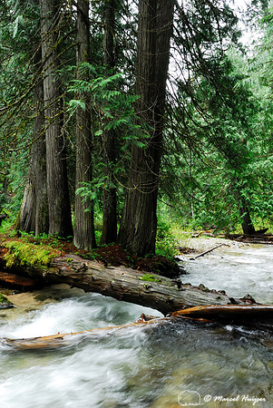 Western red cedar (Thuja plicata) grove along a tributary of the Lochsa River, Idaho, USA