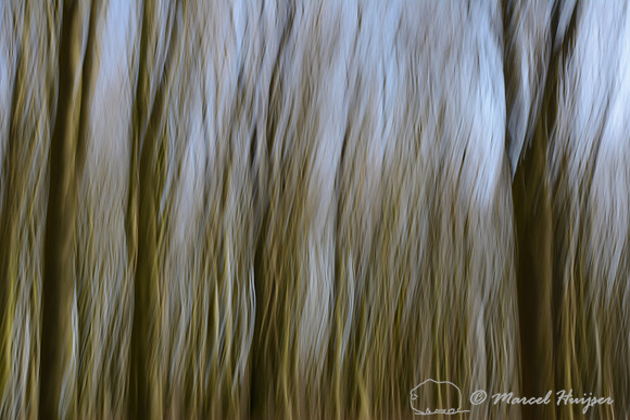 European beech (Fagus sylvatica) forest, Hoog Soeren, The Netherlands