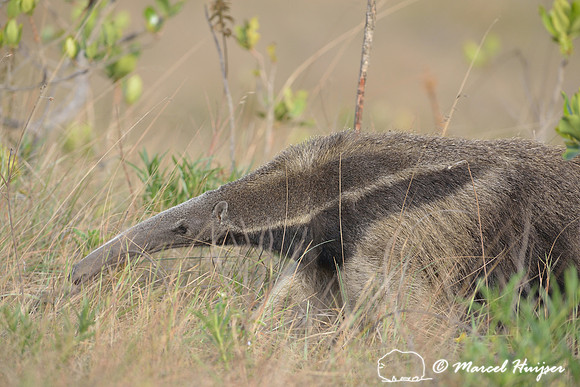 Giant anteater (Myrmecophaga tridactyla), Parque Nacional da Serra da Canastra, Minas Gerais, Brazil
