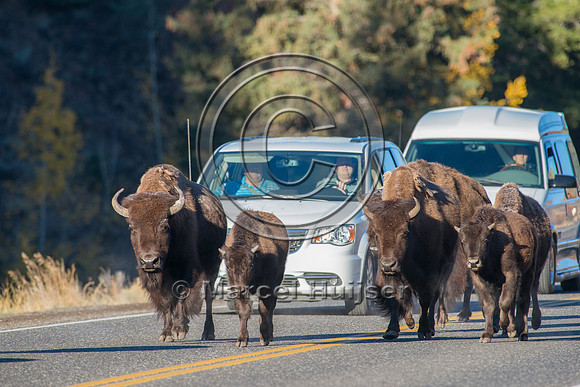 Bison (Bison bison) crossing a bridge across the Yellowstone Riv
