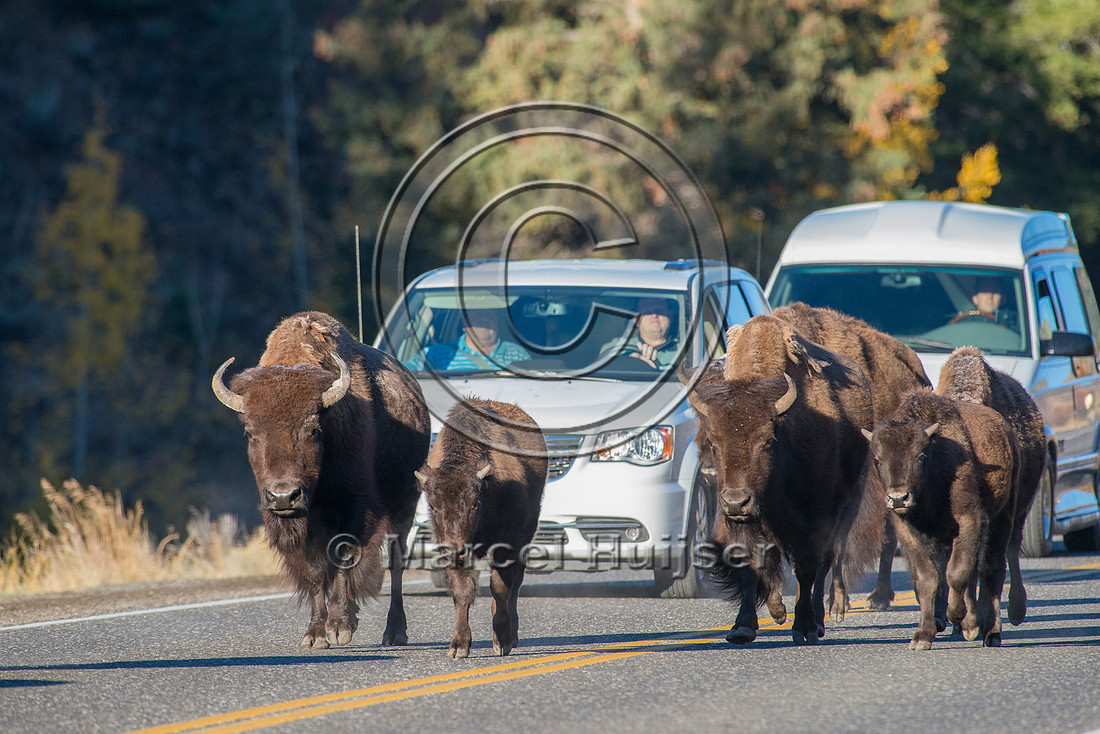 Bison (Bison bison) crossing a bridge across the Yellowstone Riv