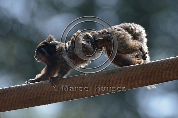 Black-pencilled marmoset andbaby (Callithrix penicillata), ESALQ campus, Piracicaba, São Paulo, Brazil