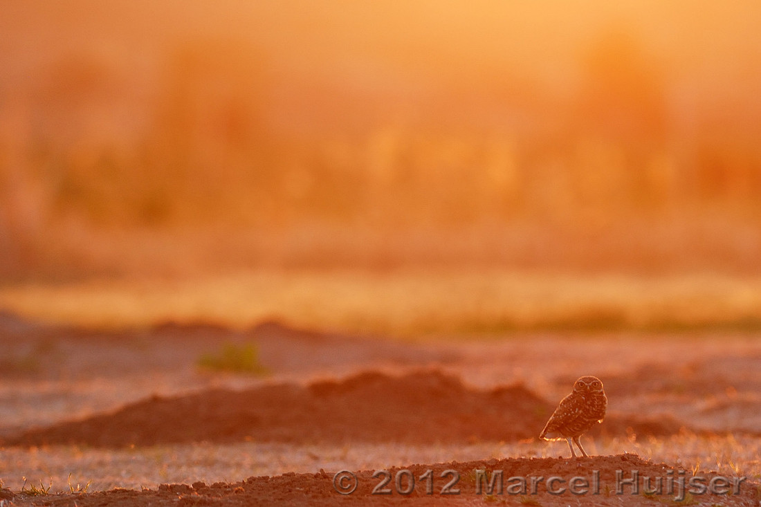 Burrowing owl (Athene cunicularia) at sunset, Montana, USA