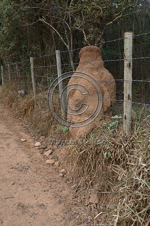 Termite mound covering a livestock fence along a dirt road, near São José do Barreiro, Parque Nacional da Serra da Canastra, Minas Gerais, Brazil