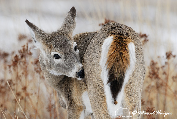 White-tailed deer (Odocoileus virginianus) doe, Montana, USA