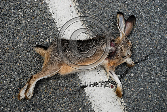 Black-tailed jackrabbit (Lepus californicus) roadkill, near Ft Jones, California, USA