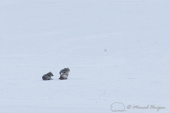 Coyotes in a copulatory tie while a third coyote looks on, Wyomi
