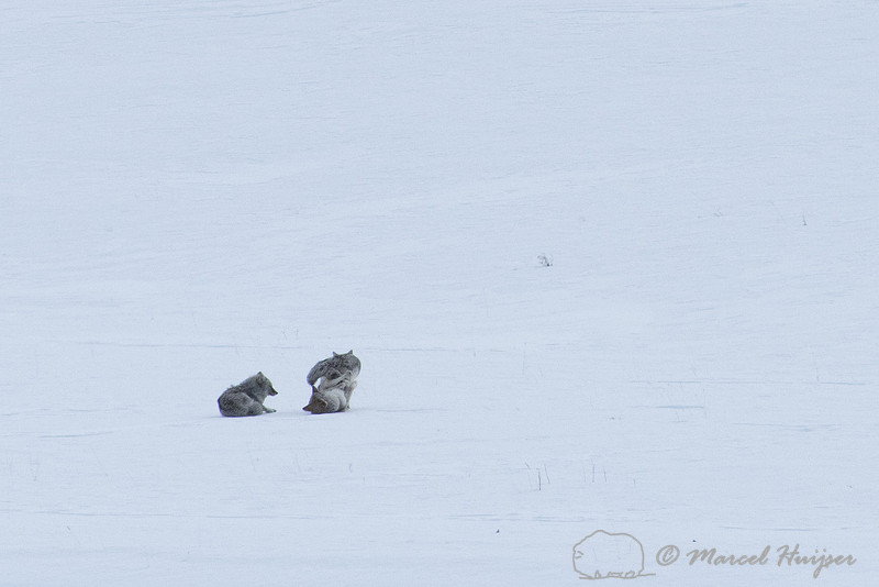 Compulatory Tie Marcel Huijser Photography | Rocky Mountain wildlife: Coyotes in a ...