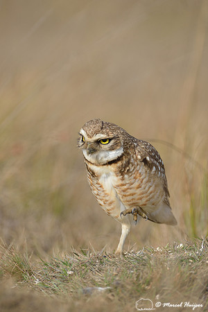 Burrowing owl (Athene cunicularia), Estação Experimental e a Estação Ecológica de Itirapina, São Paulo, Brazil
