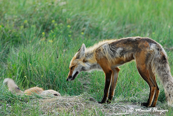 Red fox (Vulpes vulpes) returning to the den with prey (columbian ground squirrel), Montana, USA
