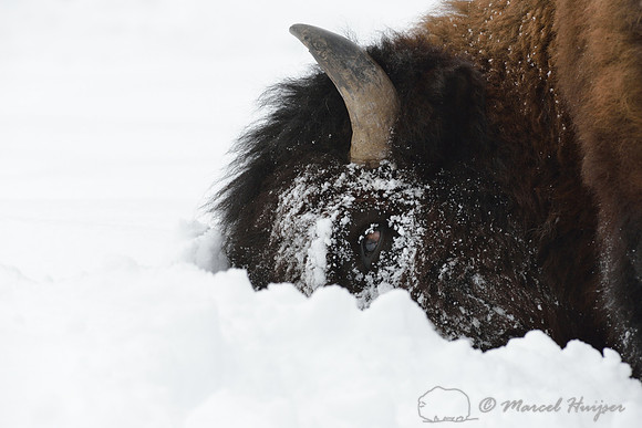 Bison (Bison bison) moving head side to side to move snow to access vegetation under the snow, Wyoming, USA