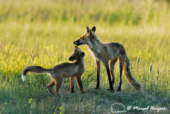 Red fox (Vulpes vulpes) kit greeting adult after adult arrived back at den, Montana, USA