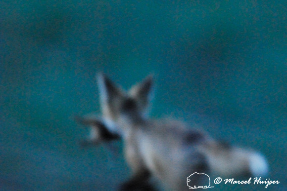 Red fox (Vulpes vulpes) kit carrying away and hiding prey (columbian ground squirrel), Montana, USA