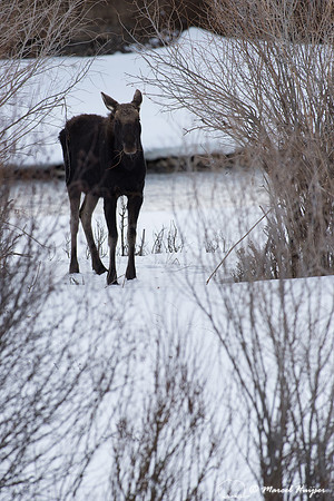 Bull moose (Alces alces) with shed antlers browsing willows alon