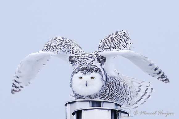 Snowy Owl (Bubo scandiacus), Montana, USA