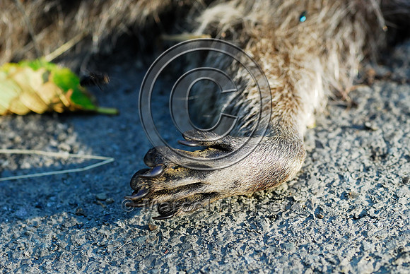 Raccoon (Procyon lotor) roadkill, WA