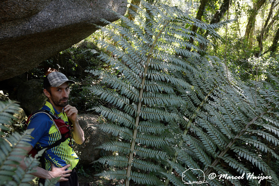 Our guide Hamilton (he is also a really good trail runner) looking for wooly spider monkeys (Brachyteles arachnoides), near São Francisco Xavier, São Paulo, Brazil