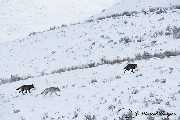 _DSC1748 Wolves (Canis lupus), Lamar Canyon Pack February 2015, Yellowstone National Park, Wyoming, USA