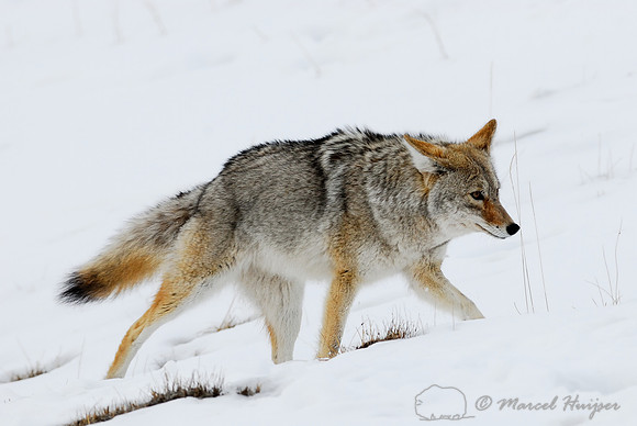Coyote (Canis latrans), Wyoming, USA