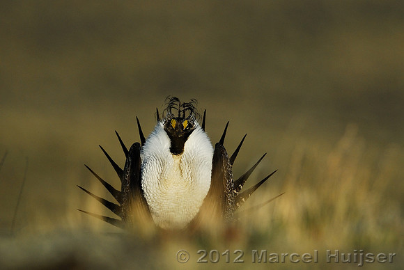 Male sage grouse (Centrocercus urophasianus) in a lek and displaying, near Bannack, Montana, USA
