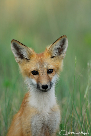 Portrair of red fox (Vulpes vulpes) kit, Montana, USA
