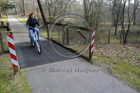 Bicyclist on wildlife guard for wild boar (Sus scrofa and moeflon (Ovis orientalis), National Park Hoge Veluwe, The Netherlands