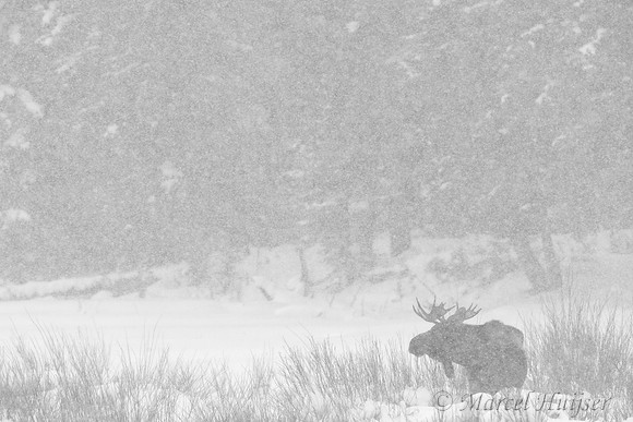 Bull moose (Alces alces) in snow storm, Wyoming, USA