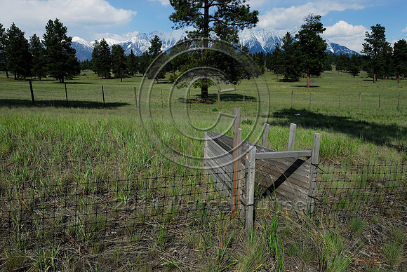 American badger (Taxidae taxus) escape gate and fence, BC