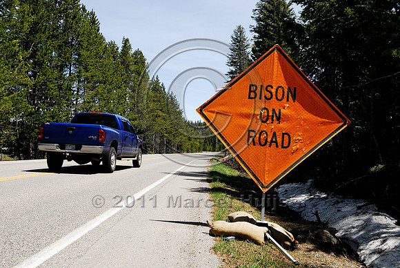 Bison (Bos bison) on road, temporary wildlife warning sign, WY