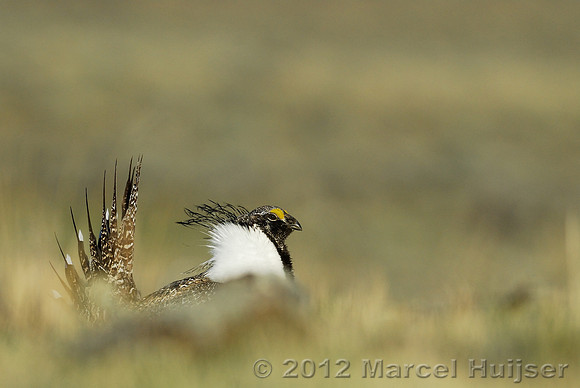 Male sage grouse (Centrocercus urophasianus) in a lek and displaying, near Bannack, Montana, USA