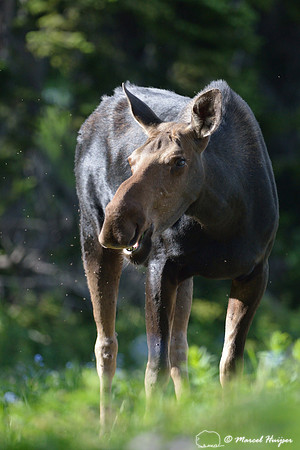 Moose (Alces alces), on ridge south of Teton Pass, Wyoming, USA