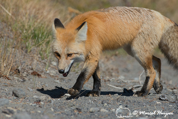 Red fox (Vulpes vulpes), Wyoming, USA