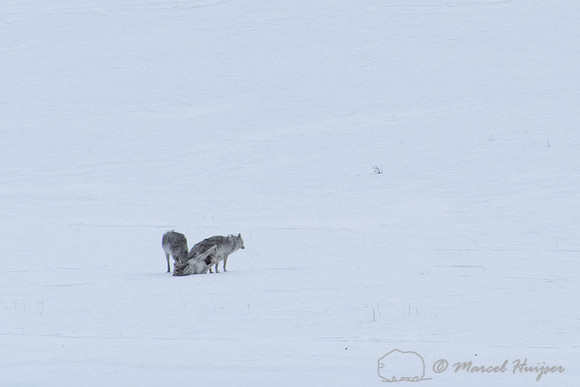 Coyotes in a copulatory tie while a third coyote looks on, Wyomi