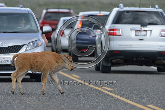 Bison calf (Bison bison) crossing road, Yellowstone National Park, Wyoming, USA
