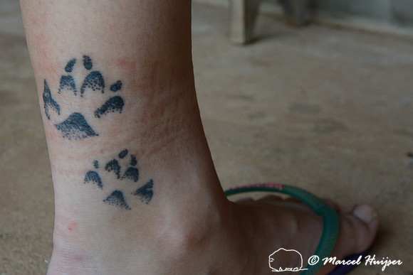 The mark of the maned wolf (Chrysocyon brachyurus), tatoe of tracks on leg of Bruna Oliveira, Itirapina, São Paulo, Brazil