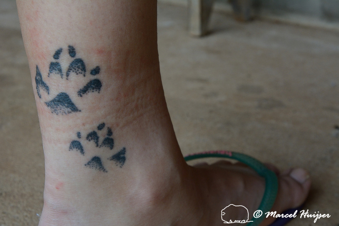 The mark of the maned wolf (Chrysocyon brachyurus), tatoe of tracks on leg of Bruna Oliveira, Itirapina, São Paulo, Brazil