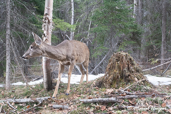 White-tailed deer (Odocoileus virginianus), Montana