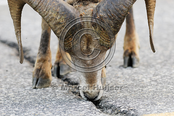 Bighorn sheep (Ovis canadensis) ram licking roadsalt, British Columbia, Canada