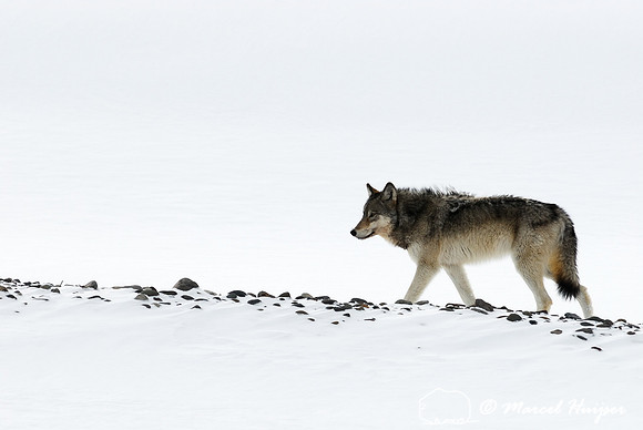 Wolf (Canis lupus), Wyoming, USA