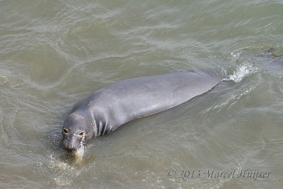 Northern elephant seal (Mirounga angustirostris) scoops up sand with mouth and flings it over its back, Point Reyes National Seashore, California, USA