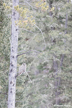 Great horned owl (Bubo virginianus), Montana