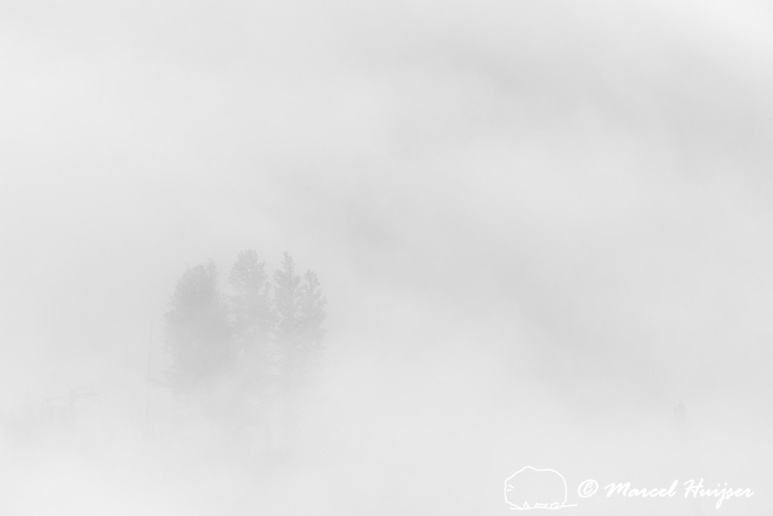 Trees and cliffs in morning fog above Yellowstone River at Tower