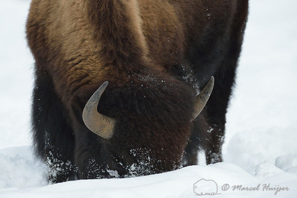 Bison (Bison bison) moving snow to access vegetation, Wyoming, USA
