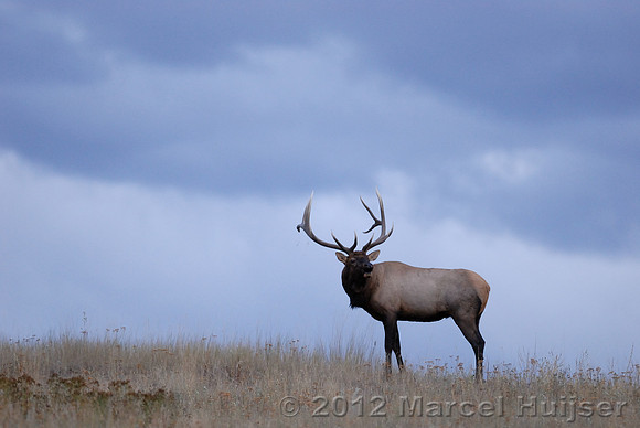 Bull elk (Cervus canadensis) bugling against an evening sky, Montana, USA