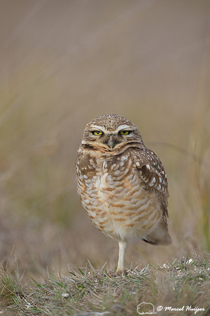 Burrowing owl (Athene cunicularia), Estação Experimental e a Estação Ecológica de Itirapina, São Paulo, Brazil